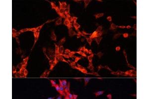 Immunofluorescence analysis of NIH/3T3 cells using GSK3A Polyclonal Antibody at dilution of 1:100. (GSK3 alpha antibody)