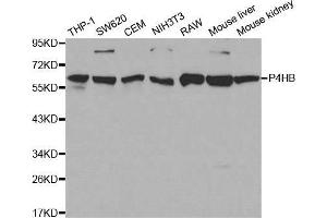 Western blot analysis of extracts of various cell lines, using P4HB antibody. (P4HB antibody  (AA 329-508))