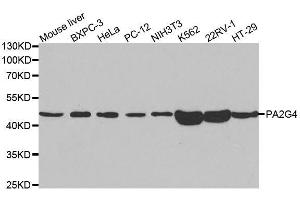 Western blot analysis of extracts of various cell lines, using PA2G4 antibody. (PA2G4 antibody  (AA 1-394))