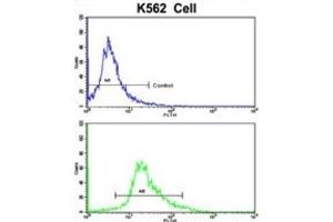Flow Cytometry (FACS) image for anti-CCR4 Carbon Catabolite Repression 4-Like (CCRN4L) antibody (ABIN3002711) (CCRN4L antibody)