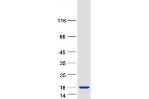 Cell Division Cycle 26 Homolog (CDC26) protein (Myc-DYKDDDDK Tag)
