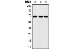 Western blot analysis of GFR expression in K562 (A), Raw264. (GFR antibody  (Center))