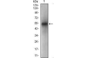 PON1 antibody  (AA 20-155)