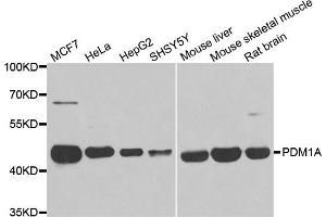 Western blot analysis of extracts of various cell lines, using PPM1A antibody. (PPM1A antibody)