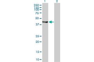 Western Blot analysis of EPHX1 expression in transfected 293T cell line by EPHX1 MaxPab polyclonal antibody. (EPHX1 antibody  (AA 1-455))