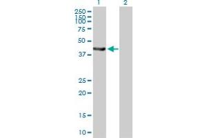 Western Blot analysis of EPHX1 expression in transfected 293T cell line by EPHX1 MaxPab polyclonal antibody.