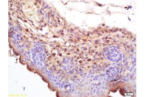 Formalin-fixed and paraffin embedded mouse embryo labeled with Rabbit Anti Cryopyrin/CIAS1/NALP3 Polyclonal Antibody, Unconjugated (ABIN1386361) at 1:200 followed by conjugation to the secondary antibody and DAB staining (NLRP3 antibody  (AA 15-120))