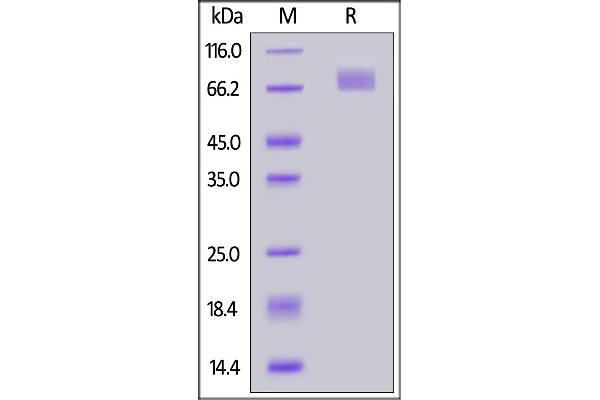 SARS-CoV-2 Spike S2 Protein (B.1.351 - beta) (His tag)
