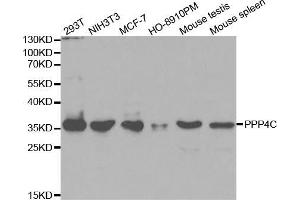 Western blot analysis of extracts of various cell lines, using PPP4C antibody (ABIN5971135) at 1/1000 dilution. (PPP4C antibody)