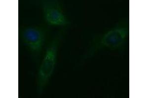 Image no. 3 for anti-Tubulin, beta 2A (TUBB2A) antibody (ABIN1501567) (TUBB2A antibody)