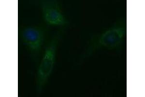 Image no. 3 for anti-Tubulin, beta 2A (TUBB2A) antibody (ABIN1501567) (TUBB2A antibody)