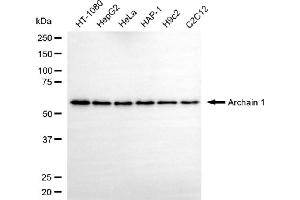 Western blotting analysis using archain 1 antibody (ABIN7797640).