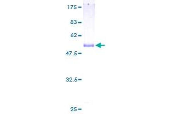 PGLS Protein (AA 1-258) (GST tag)