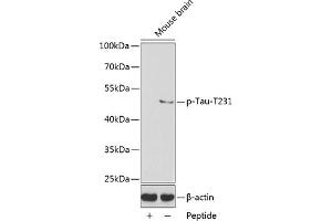 Western Blotting (WB) image for anti-Microtubule-Associated Protein tau (MAPT) (pThr231) antibody (ABIN3020352)
