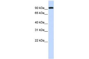WB Suggested Anti-BRD3 Antibody Titration:  0. (BRD3 antibody  (Middle Region))