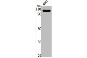 TUBGCP3 antibody  (Internal Region)