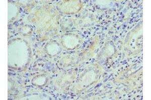 Immunohistochemistry of paraffin-embedded human kidney tissue using ABIN7151878 at dilution of 1:100