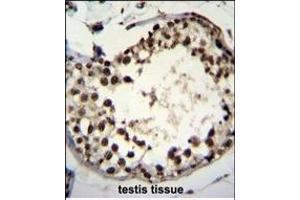 ASXL1 Antibody (Center) (ABIN655084 and ABIN2844718) immunohistochemistry analysis in formalin fixed and paraffin embedded human testis tissue followed by peroxidase conjugation of the secondary antibody and DAB staining. (ASXL1 antibody  (AA 521-549))