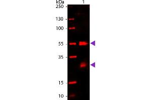 WB - Rat IgG (H&L) Antibody 680 Conjugated Western Blot of 680 conjugated Goat Anti-Rat IgG secondary antibody. (Goat anti-Rat IgG (Heavy & Light Chain) Antibody (DyLight 680) - Preadsorbed)