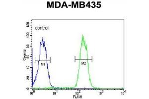 ABCC3 Antibody (Center) flow cytometric analysis of MDA-MB435 cells (right histogram) compared to a negative control cell (left histogram). (ABCC3 antibody  (Middle Region))