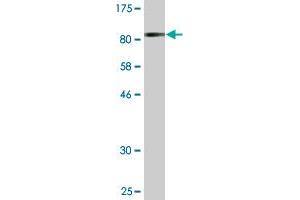 Western Blot detection against Immunogen (81. (ATP6V1B2 antibody  (AA 1-511))