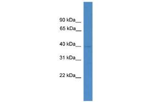 WB Suggested Anti-LANCL3 Antibody Titration: 0. (LANCL3 antibody  (C-Term))