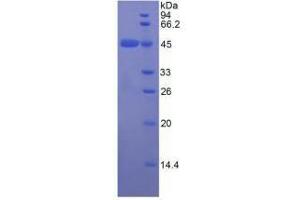 SDS-PAGE analysis of Rat Apolipoprotein E Protein. (APOE Protein)