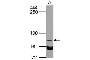 WB Image Sample (30 ug of whole cell lysate) A: U87-MG 5% SDS PAGE antibody diluted at 1:1000 (NDST3 antibody  (Center))