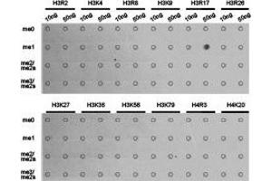 Dot-blot analysis of all sorts of methylation peptides using H3R17me1 antibody. (Histone 3 antibody  (H3R17me))