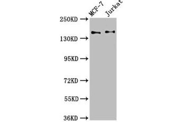 KTN1 antibody  (AA 978-1116)