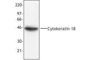 Western Blotting (WB) image for anti-Keratin 18 (KRT18) antibody (ABIN2664917) (Cytokeratin 18 antibody)