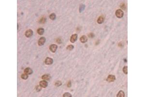 IHC-P analysis of Rat Tissue, with DAB staining. (NR4A3 antibody  (AA 29-145))