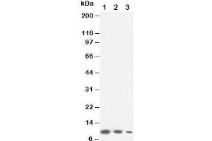 Western blot testing of Lymphotactin antibody and Lane 1:  recombinant mouse protein 10ng;  2: 5ng;  3: 2.