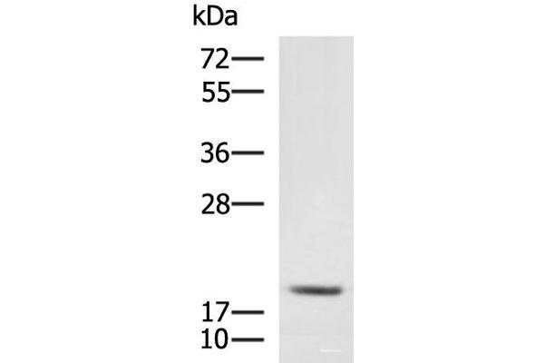 MRPL20 antibody