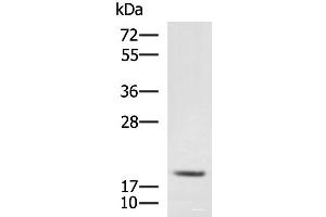 Western blot analysis of RAW264. (MRPL20 antibody)