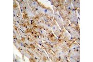 ALDH1L2 antibody immunohistochemistry analysis in formalin fixed and paraffin embedded mouse heart tissue. (ALDH1L2 antibody  (AA 743-772))