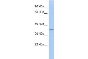 WB Suggested Anti-CALB2 Antibody Titration: 0. (Calretinin antibody  (N-Term))