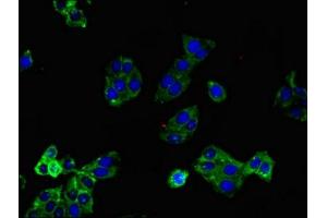 Immunofluorescent analysis of HepG2 cells using ABIN7158744 at dilution of 1:100 and Alexa Fluor 488-congugated AffiniPure Goat Anti-Rabbit IgG(H+L) (LPAR1 antibody  (AA 316-364))