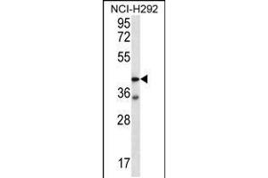 Western blot analysis in NCI-H292 cell line lysates (35ug/lane). (F2RL2 antibody  (N-Term))