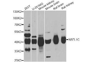 Western blot analysis of extracts of various cell lines, using NSFL1C antibody (ABIN5974024) at 1/1000 dilution. (NSFL1C antibody)