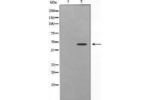 Western blot analysis on 293 cell lysate using SKP2/p45 Antibody,The lane on the left is treated with the antigen-specific peptide. (SKP2 antibody  (C-Term))