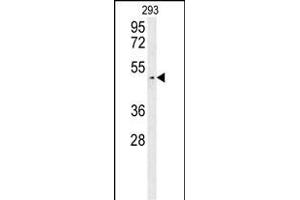 LUZP4 Antibody (N-term) (ABIN654223 and ABIN2844059) western blot analysis in 293 cell line lysates (35 μg/lane).