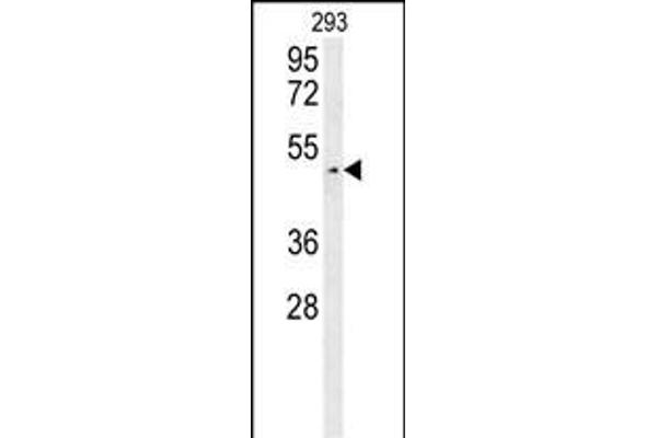 LUZP4 anticorps  (N-Term)