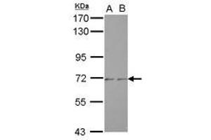 Image no. 1 for anti-Zinc Finger Protein 248 (ZNF248) (AA 1-197) antibody (ABIN1501831) (ZNF248 antibody  (AA 1-197))