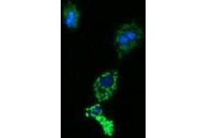 Immunofluorescence (IF) image for anti-Acetyl-CoA Acyltransferase 2 (ACAA2) antibody (ABIN2715629)