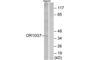 Western blot analysis of extracts from HepG2 cells, using OR10G7 antibody. (OR10G7 antibody  (C-Term))