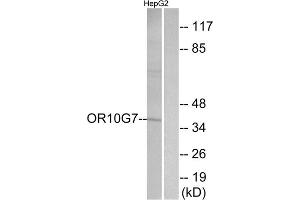 Western blot analysis of extracts from HepG2 cells, using OR10G7 antibody.