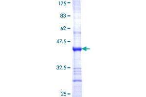 ASB4 Protein (AA 295-403) (GST tag)