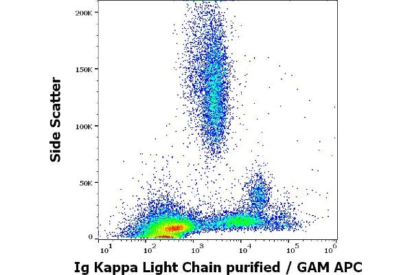 kappa Light Chain antibody