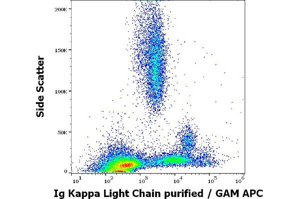 kappa Light Chain 抗体